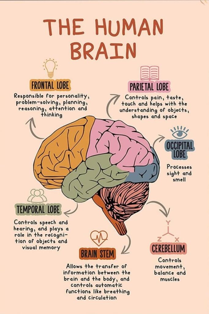 Healthy Brain