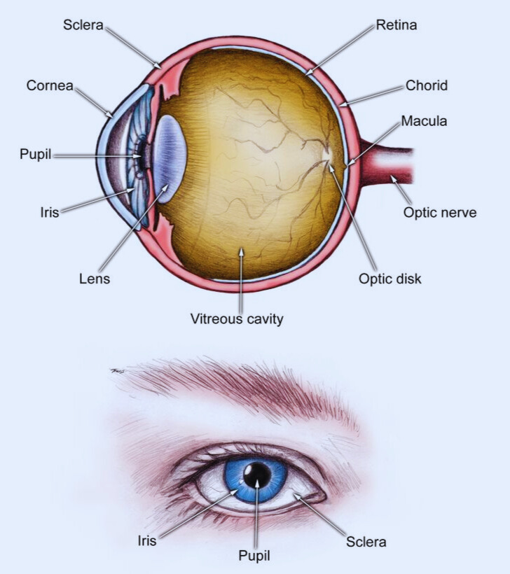 EYE STRUCTURE