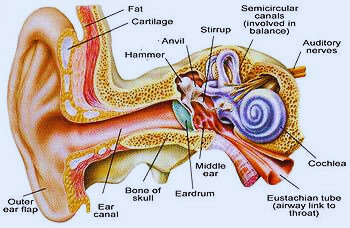 EAR ANATOMY IN BRIEF